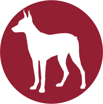 Profi Webseite 