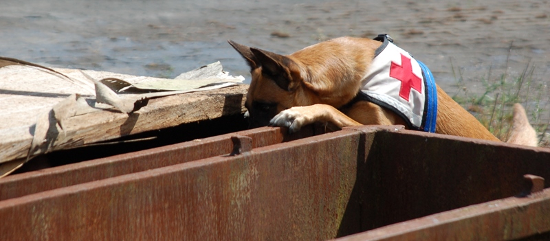 dog medic