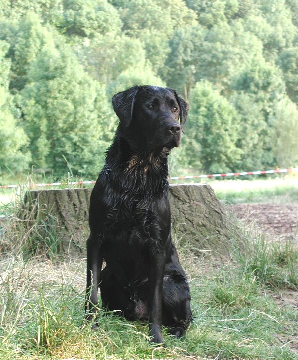 Labrador Ben