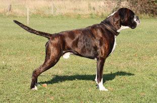 Boxer Klub Muggensturm e.V. hund 3