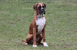 Boxer Klub Muggensturm e.V. hund 1